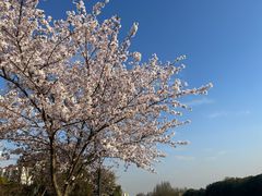 -高东镇樱花园