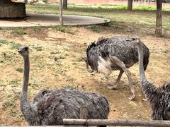 -石家庄市动物园