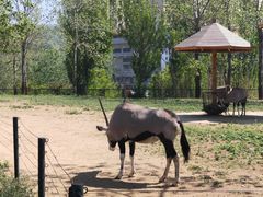 -大连森林动物园