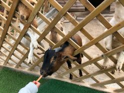 -萌宠亲子动物乐园(槐房万达店)