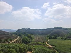 -龙坞茶村