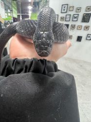 -神奇动物撸宠馆·羊驼·小浣熊·异宠(豫园店)