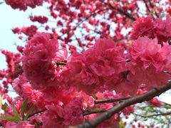 -桃花岛景观公园
