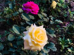 -马白开来特色羊排揪片子  (总店)