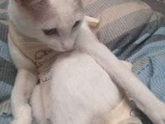 -创凡宠物医院·骨专科  猫科中心(西乡分院)