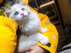 -欣宠猫屋·矮脚拿破仑·蓝金金渐层