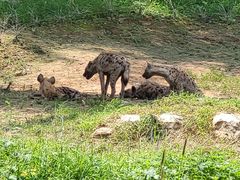-北京野生动物园
