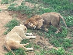 -西霞口神雕山野生动物世界