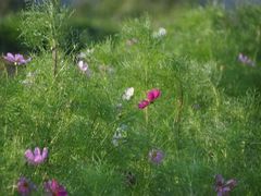 -朝阳公园游乐园