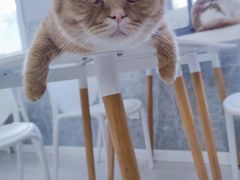 -喵的天空名猫咖啡馆·撸猫·猫舍·用品