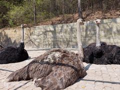 -燕塞湖鸟语林景区