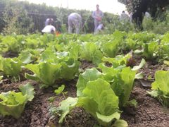 -上海市民办金苹果学校