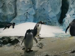 -帝企鹅自助餐厅•儿童岛•真企鹅(长隆企鹅酒店)