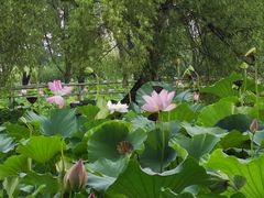 -洪湖生态旅游区