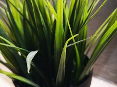 -素匠泰茶(三里屯SOHO工体奶茶店)