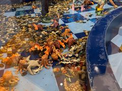 -泡泡玛特POPMART(上海环球港店)