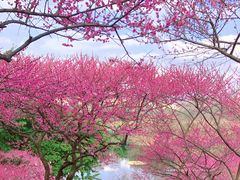 -重庆彩云湖湿地公园