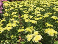 -上海鲜花港