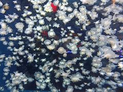 -太平洋海底世界