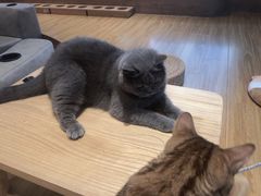 -啵啵喵·猫咖(攀华国际店)