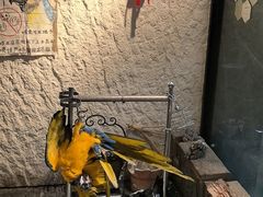 -吉丁鸟咖·异宠·寄养