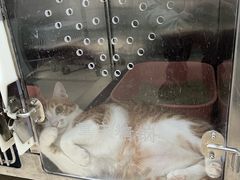 -动物缘宠物医院·骨科·猫科(西二环店)