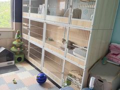 -珠海悠米米努特矮脚猫舍