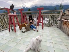 -喵屿·大理花园猫咖