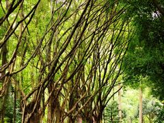 -深圳国际园林花卉博览园