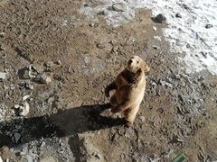 -新疆天山野生动物园