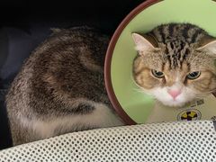 -动物缘宠物医院·骨科·猫科(西二环店)