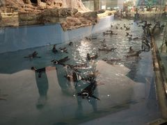 -帝企鹅自助餐厅•儿童岛•真企鹅(长隆企鹅酒店)