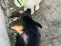 -苏州太湖西山岛开心农场