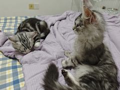 -翊宠yipet猫狗购宠庄园