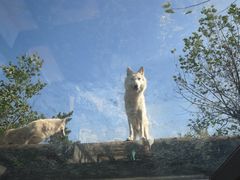 -西霞口神雕山野生动物世界