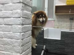 -八公叔叔宠物美容连锁(春申店)