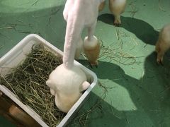 -藦茜花园宠物主题亲子互动体验馆(国顺东路店)