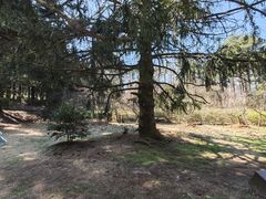 -庐山风景区花径公园