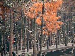 -重庆彩云湖湿地公园