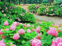 -上海滨江森林公园