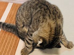-纳吉亚猫专科动物医院·北北分院