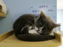 -喵的天空名猫咖啡馆·撸猫·猫舍·用品