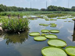 -荷塘月色湿地公园·向阳花洲