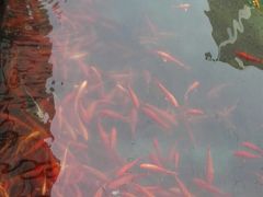 -东江湖游水三文鱼美食城