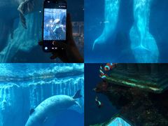 -海合安武汉极地海洋公园