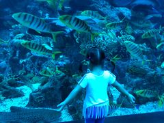 -迪拜水族馆及水下动物园