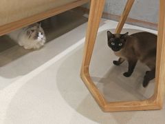 -藏猫猫咖啡主题馆(中央大道店)