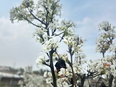 -武汉紫薇都市田园