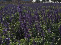 -松山湖梦幻百花洲