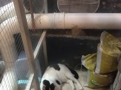 -猫咪博物馆(顶澳仔猫街店)